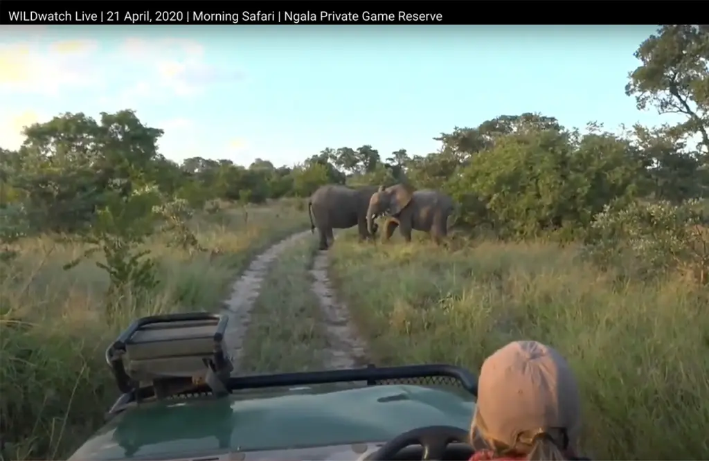 coming-across-elephants-early-in-the-morning-screengrab-from-wildwatch-live-feed-1670484052.jpg