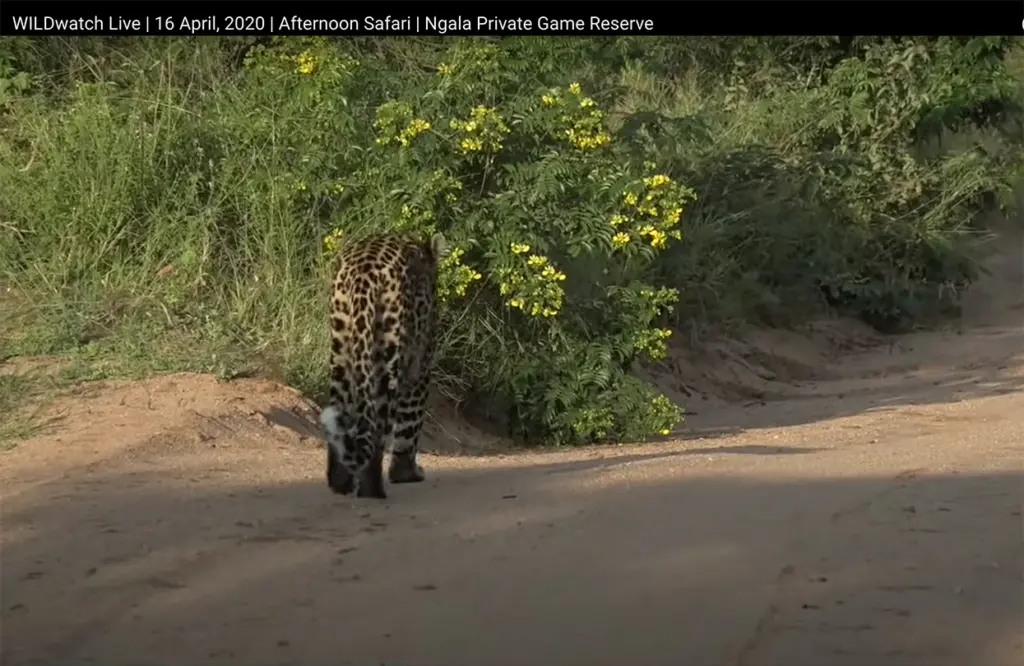 spotting-a-leopard-early-in-the-morning-on-16-april-screengrab-from-wildwatch-live-feed-1670484176.jpg