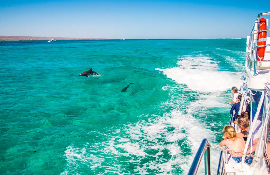 dolphins-in-ningaloo-reef-by-pip-harwood-for-ocean-eco-adventures-coral-coast-tourism-1670573179.jpg