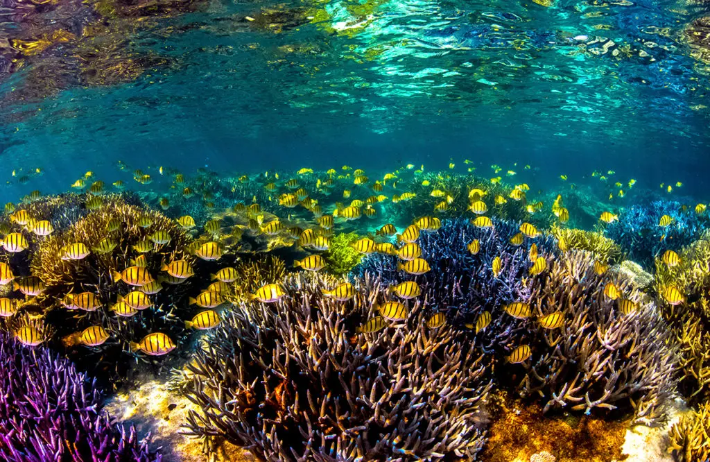 school-of-fish-at-coral-bay-ningaloo-reef-by-migration-media-coral-coast-tourism-1670573264.jpg