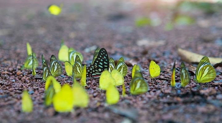 Mùa bướm rừng ở Nam Cát Tiên (Đồng Nai) đẹp như tranh cổ tích