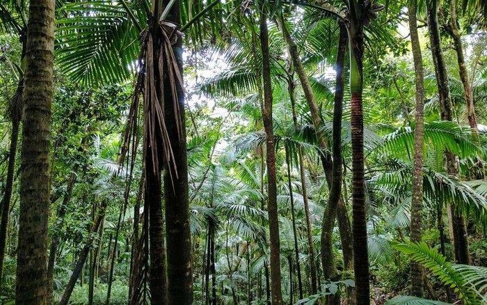 el-yunque-2-1684923537.jpg