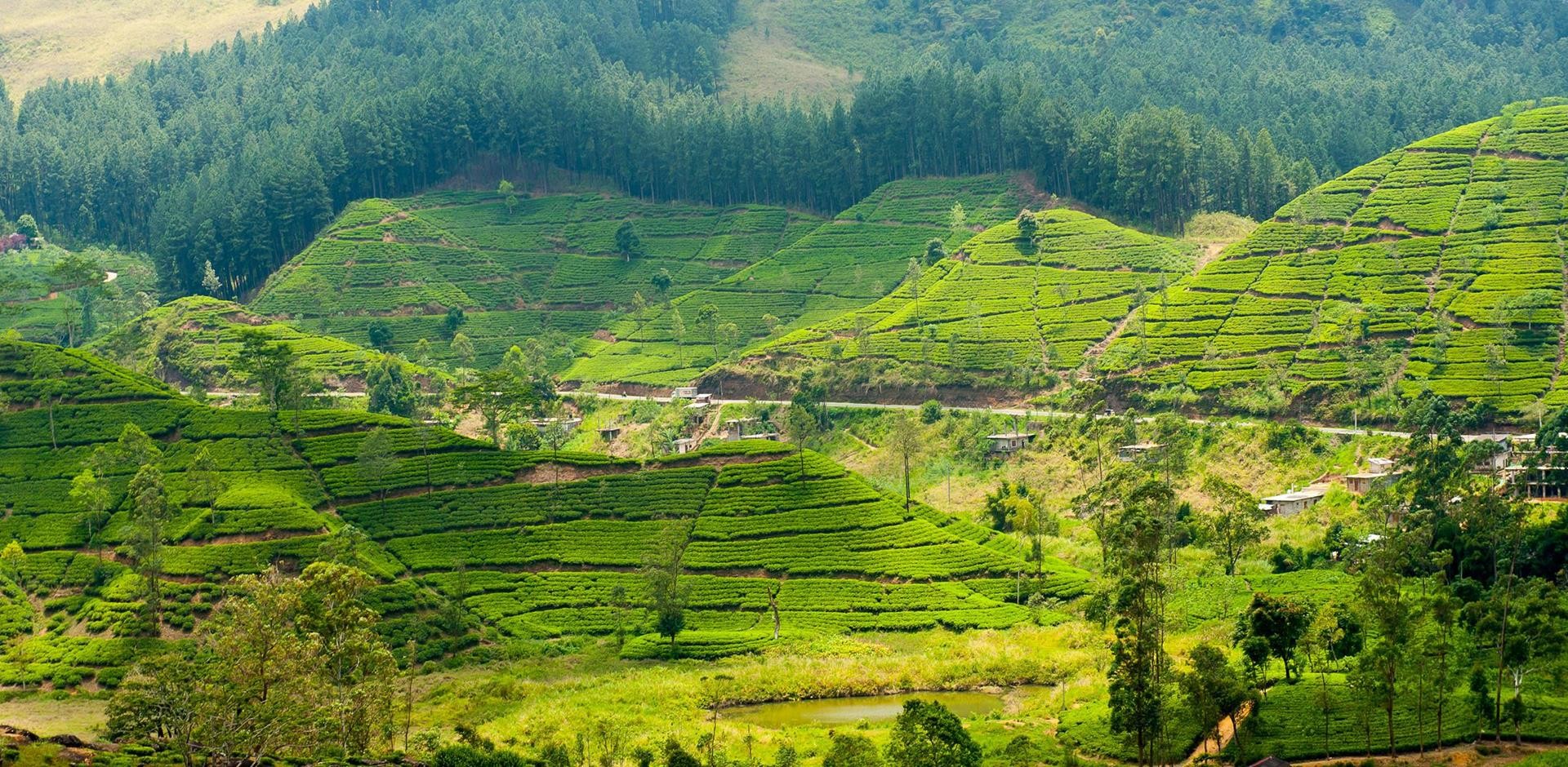 hill-country-0003-sri-lanka-tea-plantation-landscape-1707191047.jpeg
