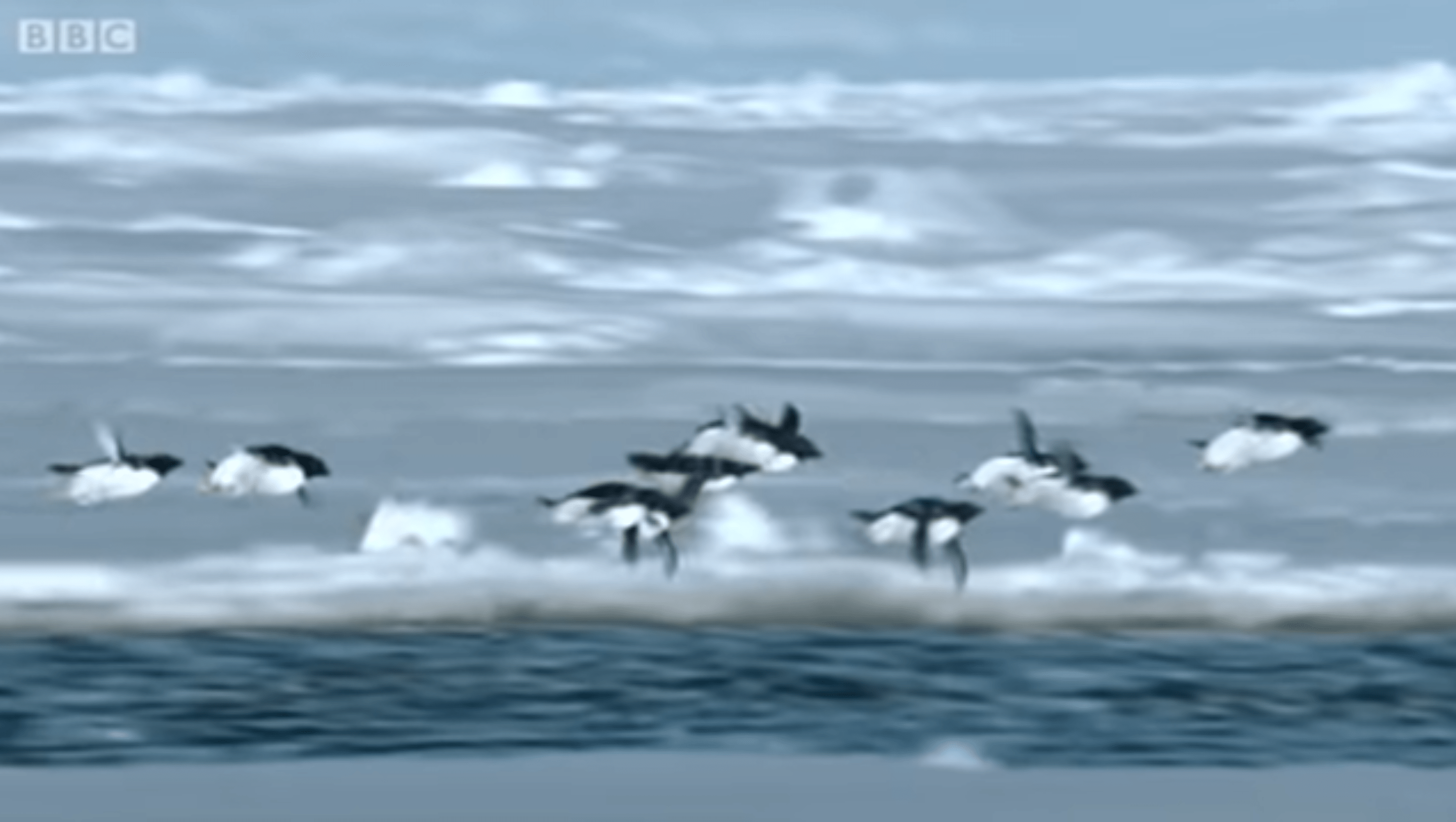 flying-penguins-min-1711943974.png