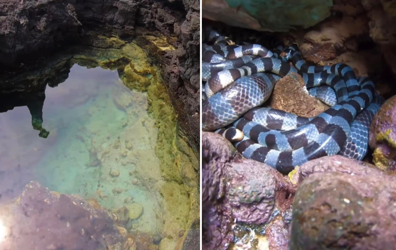 Bác tin rắn độc nhất thế giới trên đảo Phú Quý