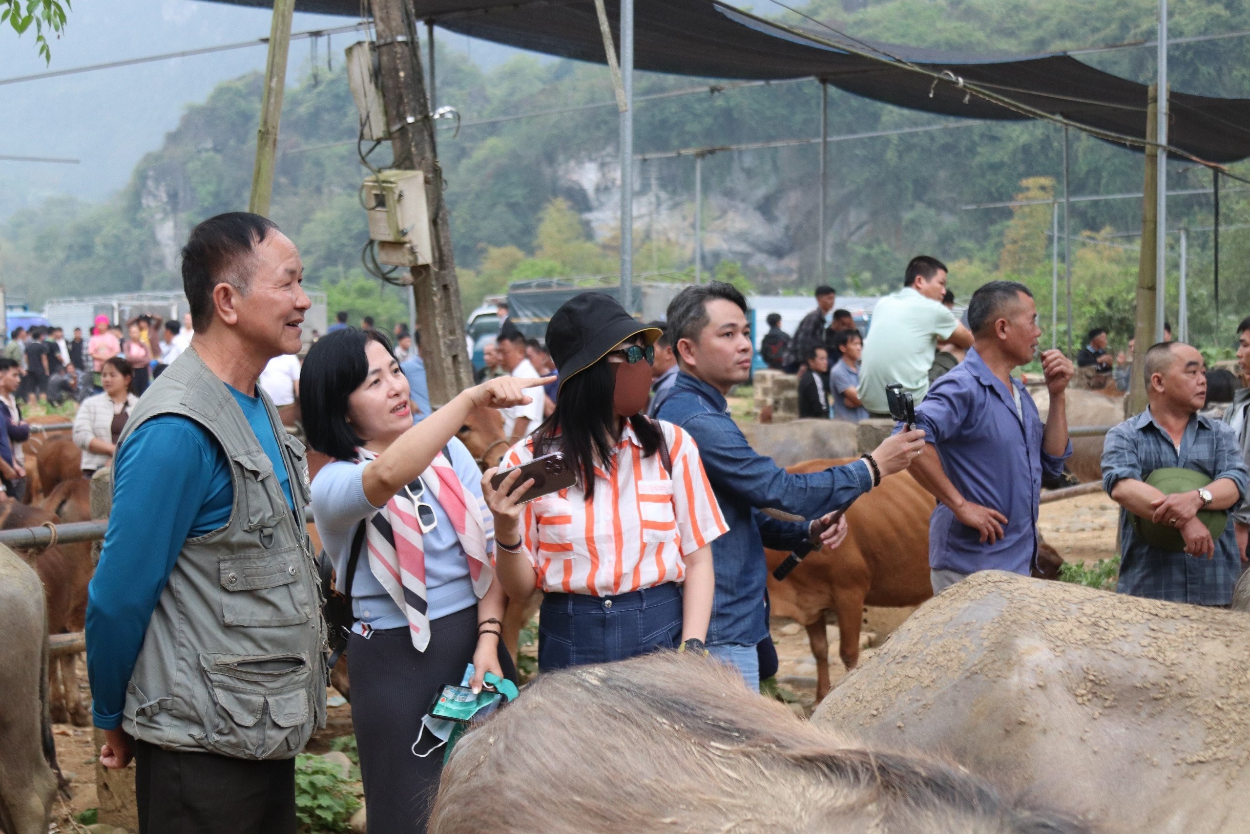 Đặc sắc chợ trâu, bò ở miền non nước Cao Bằng