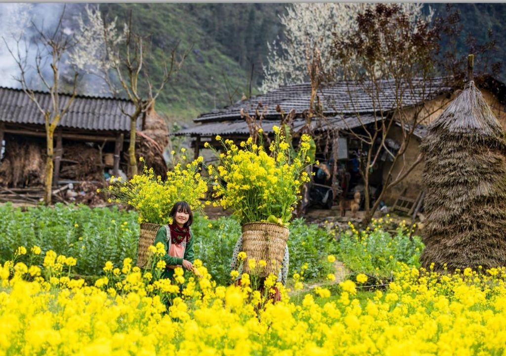 mua-hoa-cai-vang-ha-giang-1741932770.jpg