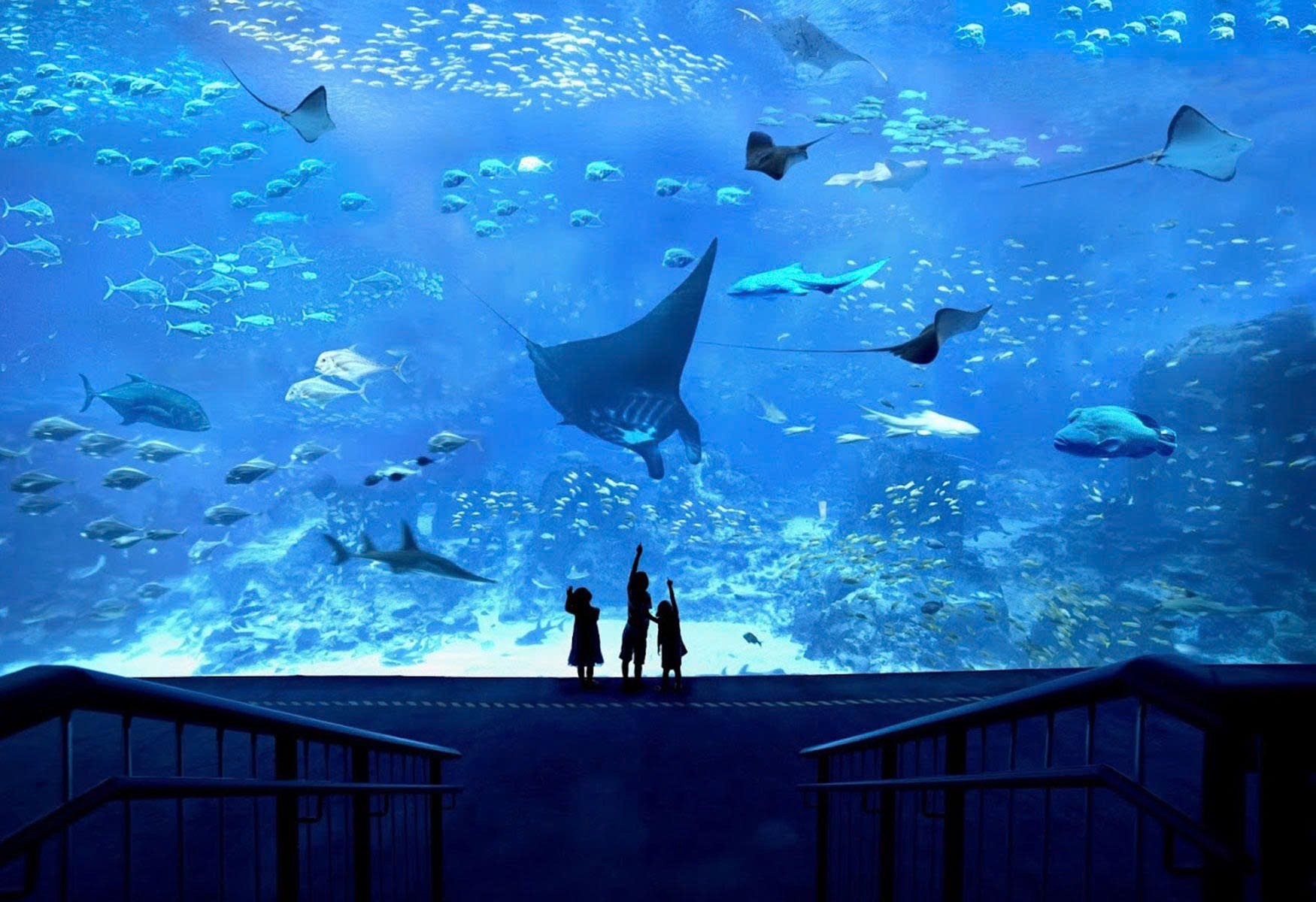 7-singapore-oceanarium-1750135650.JPG