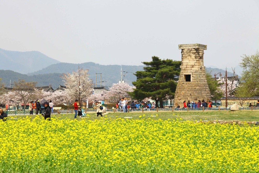 le-hoi-hoa-anh-dao-gyeongju-1-1756974945.jpg