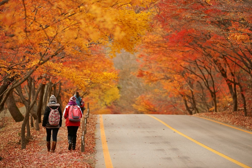 autumn-leaves-naejangsan-jeolla-1-1758515012.jpg