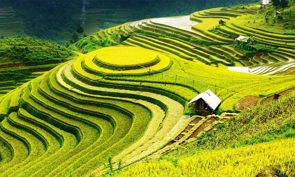 ruong-bac-thang-long-tich-1781094512.webp