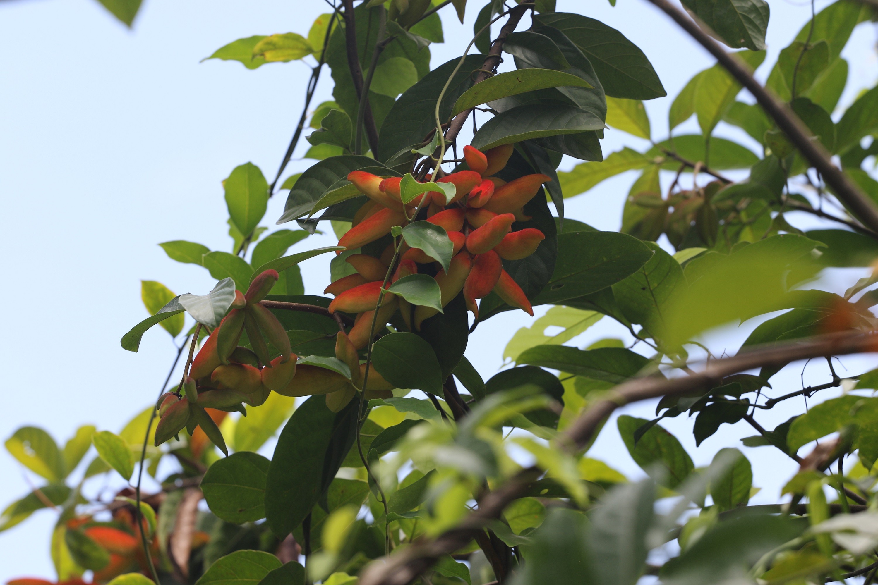 cay-sang-tieng-dia-phuong-goi-la-cay-thang-thang-ho-nha-sam-rung-1781510173.jpg