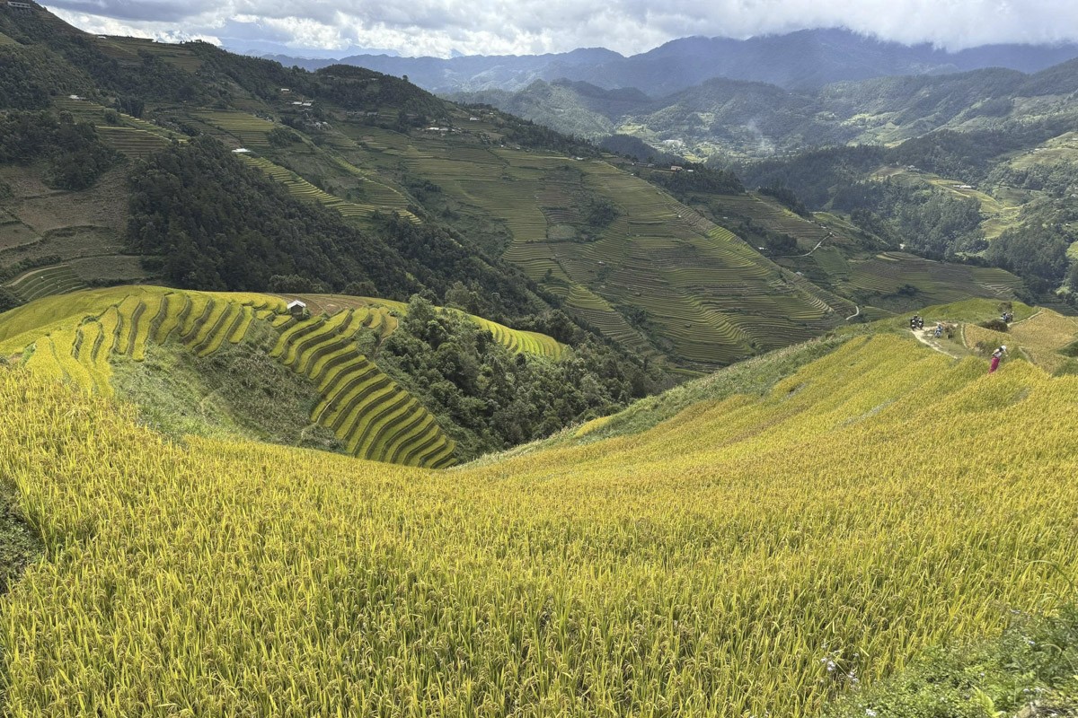 mucangchai5-1790673905.jpg