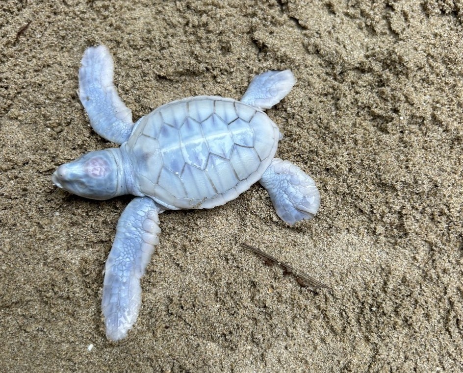 Thiên nhiên diệu kỳ: Một chú rùa biển bạch tạng cực quý hiếm vừa chào đời tại Côn Đảo
