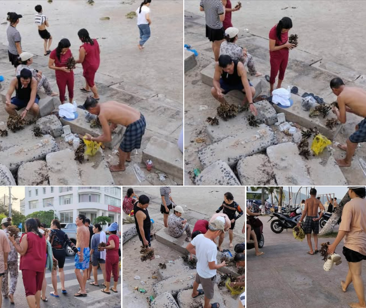 Khánh Hòa: Xác minh nhóm du khách bẻ san hô ở Hòn Chồng, có thể bị phạt đến 100 triệu đồng