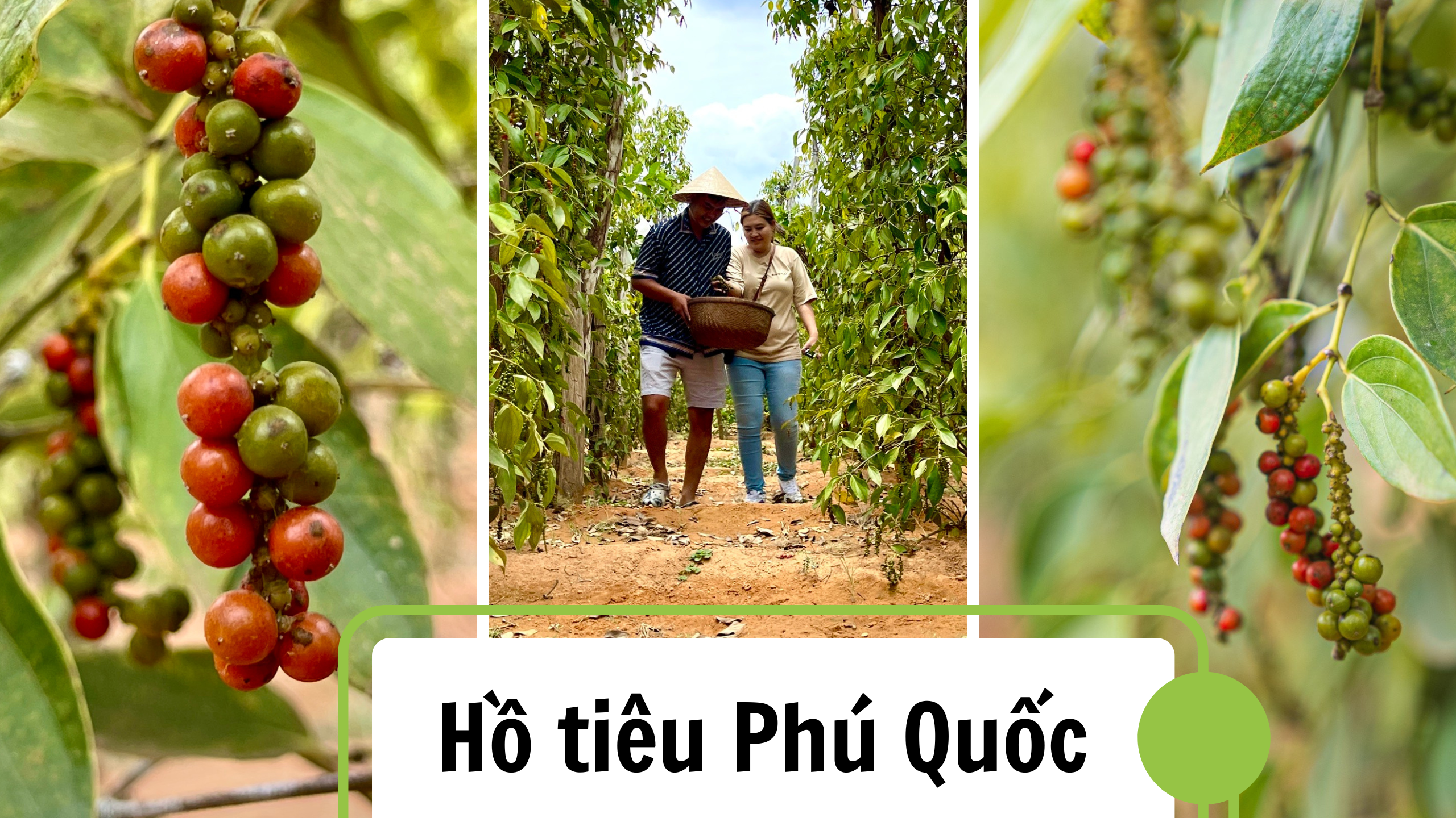 Đến Phú Quốc đừng quên thăm vườn hồ tiêu