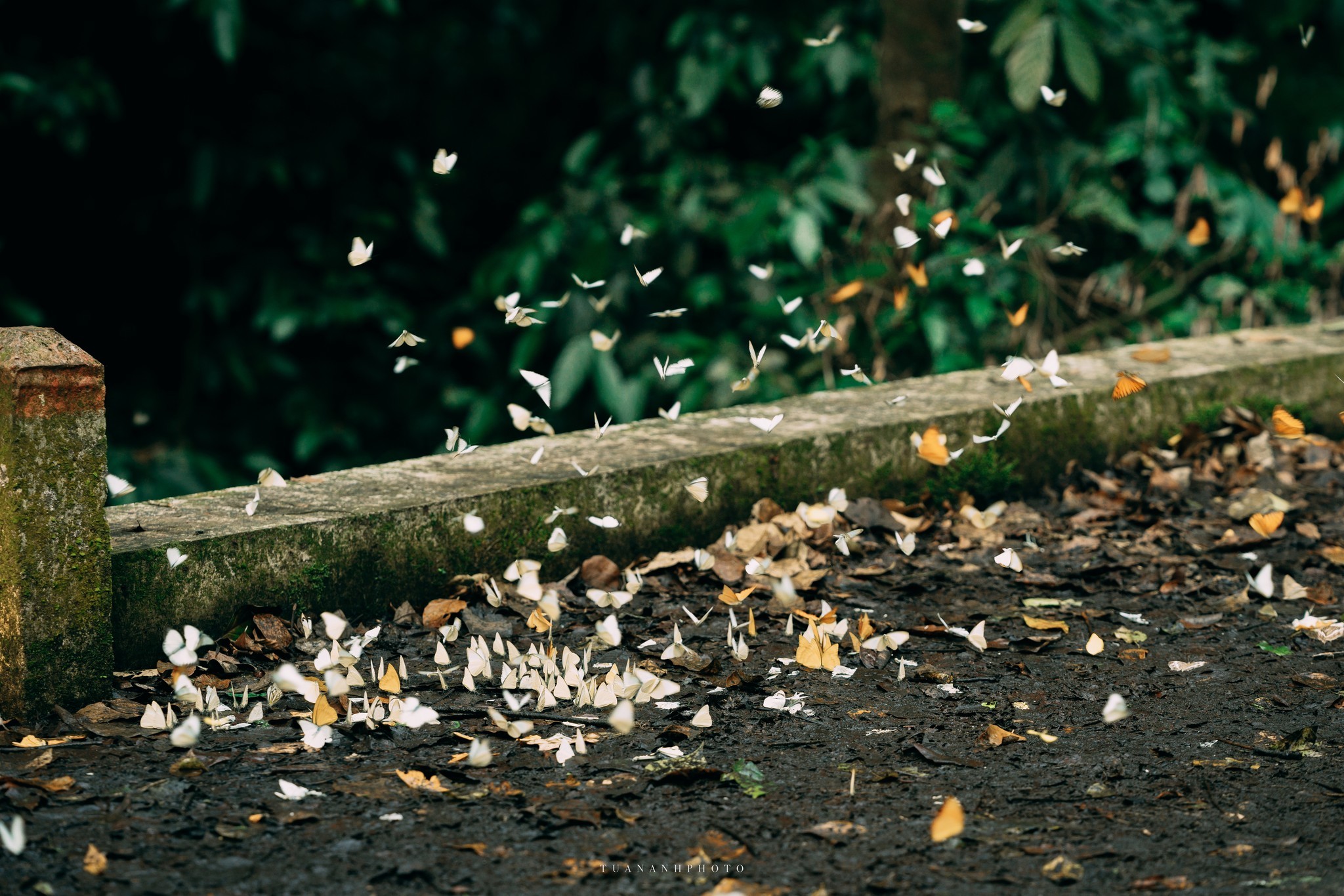 Chiêm ngưỡng vẻ đẹp mùa bướm ở rừng Cúc Phương