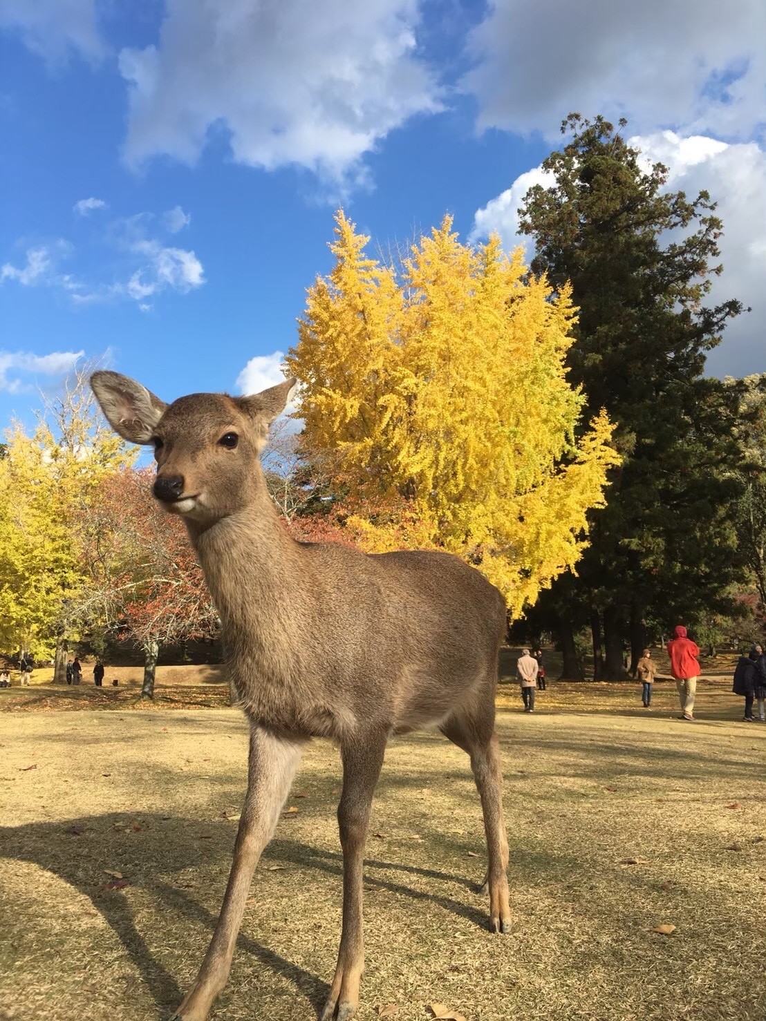 nara-park-huou-tu-do-di-lai-duoi-tan-la-thu-tuyet-dep-1-1727690540.jpeg