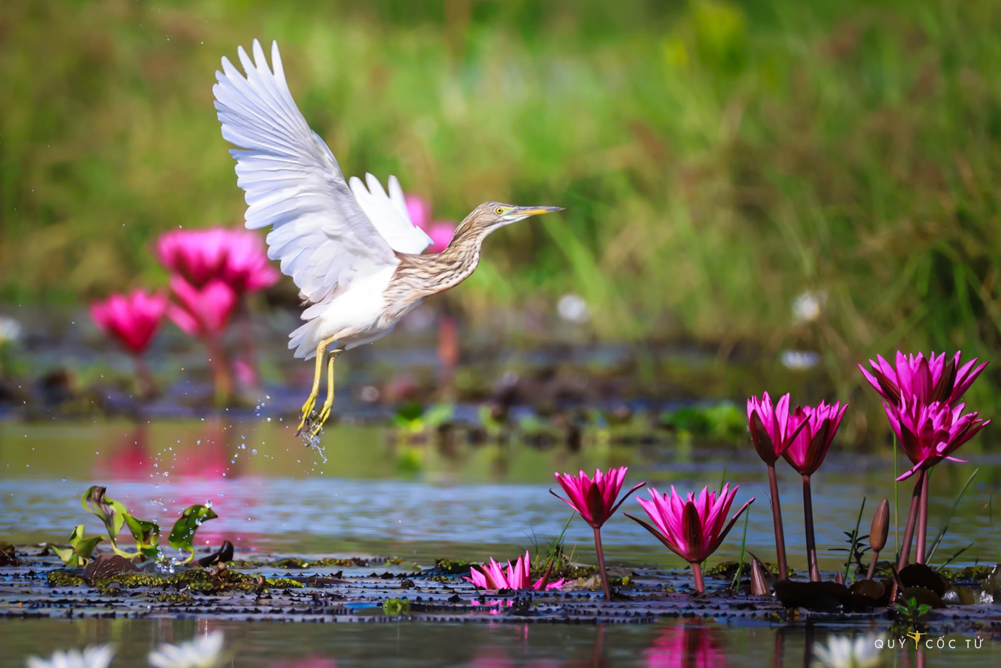 Vườn Quốc gia Tràm Chim - thiên đường hoang dã trên đất sen hồng