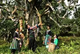 Khám phá tinh hoa trà cổ thụ tại Lễ hội Trà Shan tuyết Lào Cai 2025