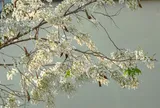 Tháng Ba: chơ vơ sắc trắng hoa sữa giữa lòng Hà Nội