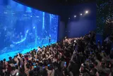 Thủy cung Lotte World Hà Nội: Điểm đến mùa hè lý tưởng cho mọi gia đình
