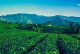 Festival Trà Quốc tế - Thái Nguyên 2026: Trải nghiệm “Đệ nhất danh trà”, kết nối du lịch thế giới