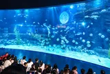 Múa lân ở độ sâu 7m, nàng tiên cá đón trăng giữa đại dương tại Thủy cung Lotte World Hà Nội