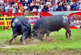 Lễ hội chọi trâu Đồ Sơn – tiếng trống hội từ biển khơi, niềm tự hào của đất Cảng