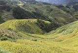 Mù Cang Chải: Đi tìm mùa vàng trên những cung đường dốc