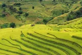 Lễ hội “Sắc chàm Lao Chải”: Mê mẩn mùa vàng ruộng bậc thang, say sắc chàm văn hóa Mông nguyên bản