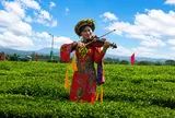 Đường Hoa: Đưa hương trà trở thành sản phẩm du lịch xanh