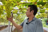 Đột nhập vườn nho sở hữu giống đắt nhất thế giới ngay tại Phú Thọ