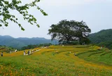 Người gieo "mầm xanh" du lịch trên đỉnh xóm Mừng