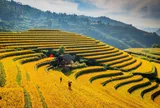 Đi giữa mùa vàng Mù Cang Chải, “săn” ảnh đẹp và chạm vào văn hóa vùng cao