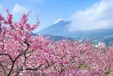 Du lịch Đài Loan mùa hoa anh đào: Sắc hồng lãng mạn say đắm lòng người