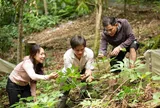 Quảng Ngãi viết lên giấc mơ trở thành “thủ phủ dược liệu” Việt Nam