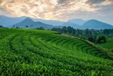 Festival Trà Quốc tế - Thái Nguyên 2026 mở rộng không gian kết nối cho ngành trà