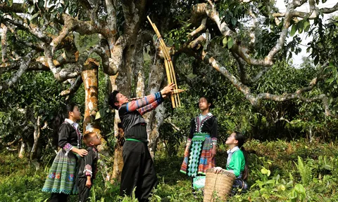 Khám phá tinh hoa trà cổ thụ tại Lễ hội Trà Shan tuyết Lào Cai 2025