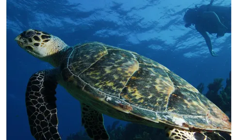 Hãy quên Kokomo đi. Key Largo là thiên đường nguyên sơ nơi bạn muốn đến.