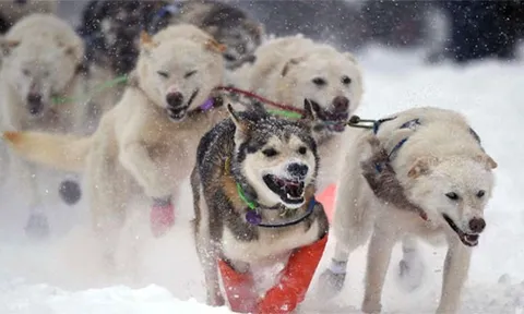 Những nét đặc sắc của mùa đông ở Alaska