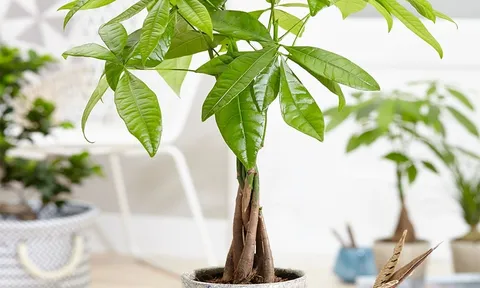 Loại cây phong thủy hút may mắn, tài lộc