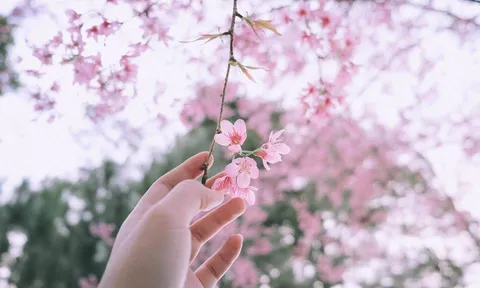 Lễ hội hoa anh đào ngày Tết ở Đà Lạt