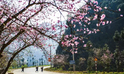 Lũng Cú vẫn còn đương xuân