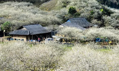 Ngược dòng sông Mã, ghé thăm Mường Lát "hoa về trong đêm hơi"