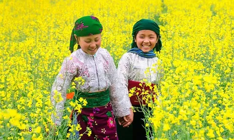 Ngắm sắc vàng rực rỡ giữa lòng Hà Giang