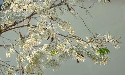 Tháng Ba: chơ vơ sắc trắng hoa sữa giữa lòng Hà Nội