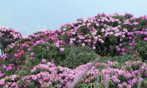 Ngắm hoa đỗ quyên: nàng thơ đang khoe sắc giữa đại ngàn