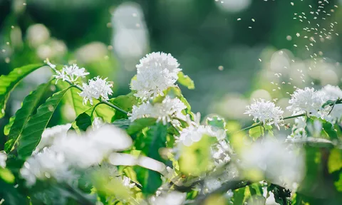Ban Mê vẫn tràn ngập sắc xuân