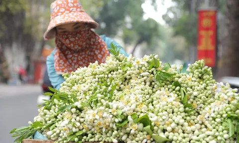 Tháng Ba: hoa bưởi đẹp xao xuyến những ngả đường Hà thành